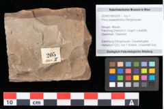 Foto (Objekt + Etikett) von Pinus palaeostrobus Ettingshausen (NHMW-GEO-2024-0188-0205)